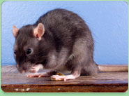 rat control Torquay